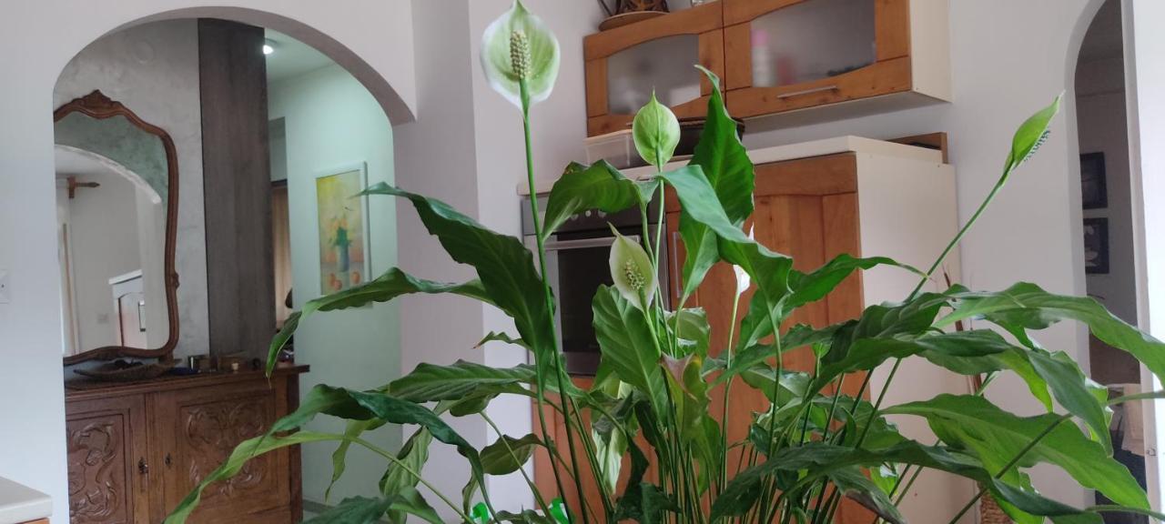 Apartment Oaza Kotor Zewnętrze zdjęcie